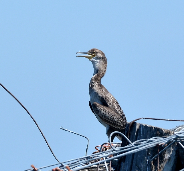 Ieri in Laguna sud di Venezia